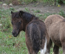 ElegantFairy Bragalou