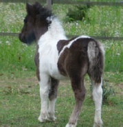 Echinops Do Bragalou